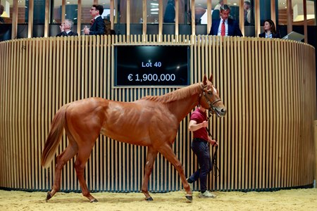 The Night of Thunder colt consigned as Lot 40 in the ring at the Arqana Breeze Up Sale