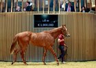 2025 Arqana Breeze Up Sale, Lot 40
Arqana, Deauville, 10/05/2025, photo: Zuzanna Lupa