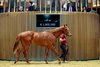 2025 Arqana Breeze Up Sale, Lot 40
Arqana, Deauville, 10/05/2025, photo: Zuzanna Lupa