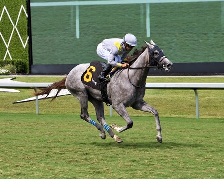 Lennilu wins the Royal Palm Juvenile Fillies Stakes at Gulfstream Park