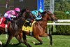 Coach Case, Maiden Win, Saratoga Race Course, June 4 2025
First win for trainer Miguel Clement