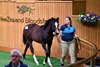 2025 NZB Karaka National Weanling Sale, Lot 99