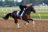 Sovereignty at Saratoga Racetrack, Saratoga Springs, NY, June 5, 2025, Javier Molina-BloodHorse
