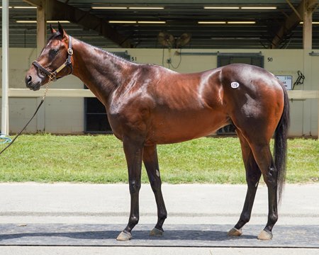 Hip 829, a colt by Beau Liam, breezed a quarter mile in :20 1/5 at the OBS June under tack show, tying the track record