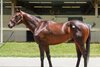 Hip 829, 2025 OBS June Sale