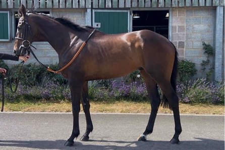 Too Don Juan, the Too Darn Hot gelding consigned as Lot 104 to the Tattersalls Online July Sale