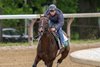 2025 Kentucky Derby winner Sovereignty with exercise rider Neil Poznansky put in his final work in preparations for the 225 Belmont Stakes for trainer Billy Mott this morning at the Oklahoma Training Track Sunday June 1 2025 in Saratoga Springs, N.Y. Photo  by Skip Dickstein