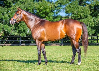Ole Kirk at Vinery Stud