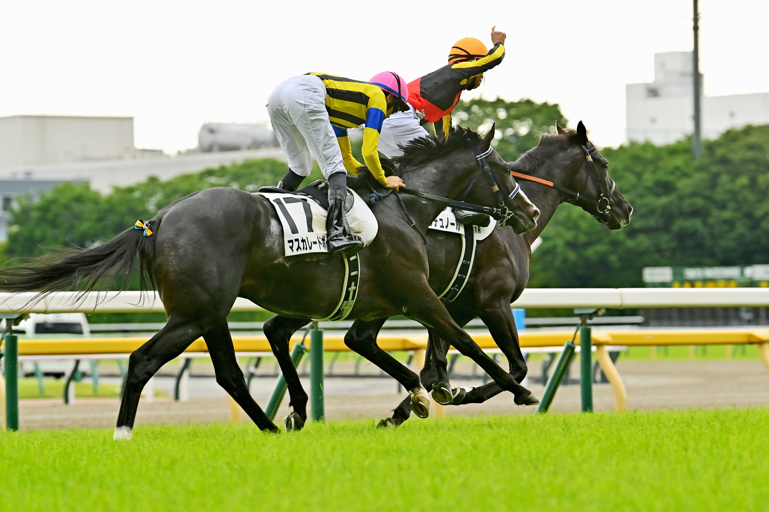 Croix du Nord (JPN) - Horse Profile - BloodHorse