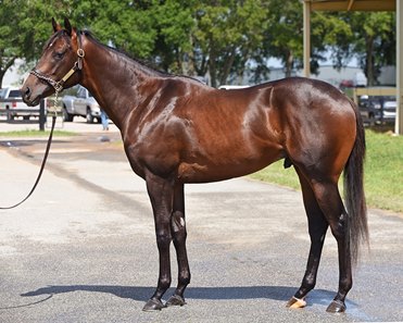 The Beau Liam colt consigned as Hip 829 at the OBS June Sale