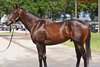 2025 OBS June, Hip 829                      