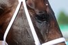 Mindframe wins 2025 Stephen Foster Stakes at Churchill Downs