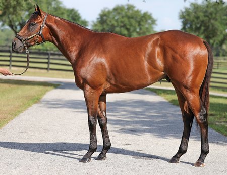 The Nyquist colt consigned as Hip 634 to the OBS June Sale