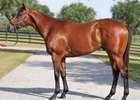 2025 OBS June, Hip 634