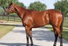 2025 OBS June, Hip 634