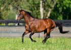 Snitzel at Arrowfield Stud