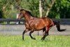 Snitzel at Arrowfield Stud