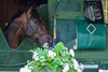 Sovereignty in his stall and by his Belmont blanket of carnations at the Bill Mott barn on the morning after his Belmont Stakes (G1) win at Saratoga Race Course on June 8, 2025.