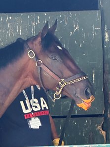 Baeza sports an orange muzzle after enjoying his juiced carrots June 5 at Saratoga Race Course