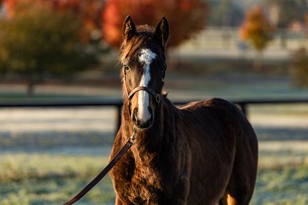 Winx's Snitzel colt