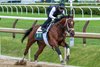2025 Preakness winner Journalism with regular rider Humbert Rispoli put in his final work in preparations for the 2025 Belmont Stakes for trainer Mike McCarthy this morning on the main track at Saratoga Race Course Sunday June 1 2025 in Saratoga Springs, N.Y. Photo  by Skip Dickstein