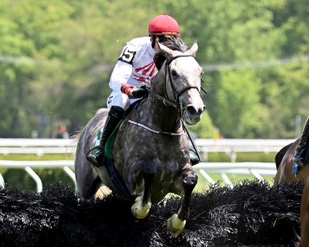 Proven Innocent jumps a fence en route to victory in the Beverly R. Steinman Hurdle Handicap at Saratoga Race Course