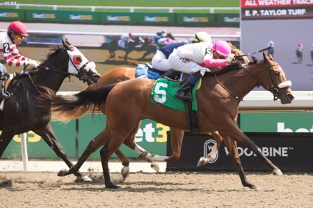 Border Czar breaks her maiden on debut at Woodbine