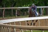 2025 Kentucky Derby winner Sovereignty with exercise rider Neil Poznansky put in his final work in preparations for the 225 Belmont Stakes for trainer Billy Mott this morning at the Oklahoma Training Track Sunday June 1 2025 in Saratoga Springs, N.Y. Photo  by Skip Dickstein
