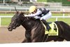 Jockey Fraser Aebly guides Notorious Ganster to victory in the $125,000  Queenston Stakes. Notorious Gangster is owned by Mark Dodson and trained by Josie Carroll. Woodbine/Michael Burns Photo
