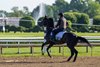 Belmont Stakes entrant Heart of Honor is feisty as he goes out to gallop at the Saratoga Race Course the day before opening day of the Belmont Stakes Festival Tuesday June 3, 2025 in Saratoga Springs, N.Y.   Photo by Skip Dickstein
