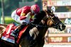Irish-bred Nitti and jockey Armando Ayuso win the Grade III $100,000 San Juan Capistrano Stakes Sunday at Santa Anita Park, Arcadia, CA.
Benoit Photo