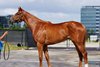 2025 Fasig-Tipton June Digital Sale, Hip 2
Strada Del Sogno