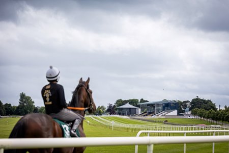 A horse during the Goffs Classic Sale breeze show at Naas Racecourse
