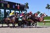 Scarlet Sands wins the 2025 Miss Gracie Stakes at Gulfstream Park