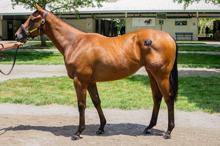 The Epicenter filly consigned as Hip 61 at Fasig-Tipton's The July Sale