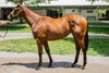 Hip 61 filly by Four Star Sales, agent Fasig-Tipton HORA and The July sale for racing age and yearlings at Fasig-Tipton in Lexington, Ky.