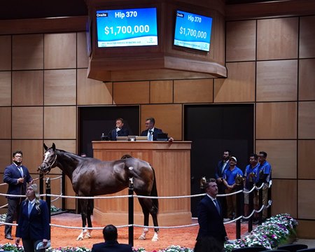 Romeo, consigned as Hip 370, in the ring at the Fasig-Tipton July Horses of Racing Age Sale