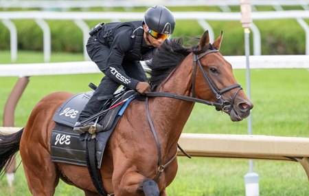 Mo Plex breezes at Saratoga Race Course