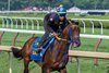 Skippylongstocking breezes on the main track at the Saratoga Race Course Saturday July 26, 2025  in Saratoga Springs, N.Y.  Skip Dickstein Photo