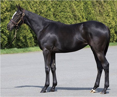 United States owner John Stewart purchased this Kitasan Black filly July 14 at the yearling session of the Japan Racing Horse Association sale