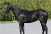 Hip 69; JHRA Yearling Sale 2025; f. br.; Kitasan Black-Photo Call, by Galileo