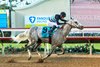 Mia Familia ’s Lovesick Blues a jockey Geovanni Franco win the Grade I $400,000 Bing Crosby Stakes Saturday, July 26, 2025 at Del Mar Thoroughbred Club, Del Mar, CA. 
Benoit Photo