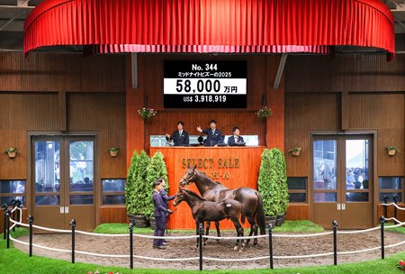 Midnight Bisou and her Equinox colt in the ring at the Japan Racing Horse Association Select Sale