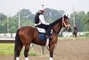 Haskell morning line favorite Journalism with rider Mark Witkowski, checks out his surrounding before a morning jog on the track at Monmouth Park Racetrack in Oceanport, NJ on Wednesday July 16, 2025.  Photo By Bill Denver/EQUI-PHOTO