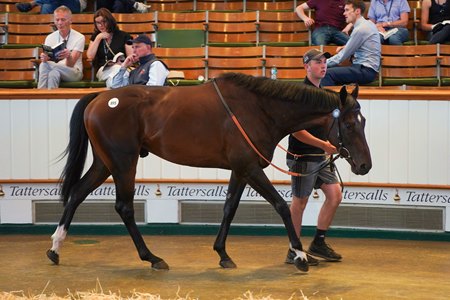 Quai de Bethune consigned as Lot 895 in the ring at the Tattersalls July Sale