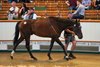 Quai de Bethune consigned as Lot 895 in the ring at the Tattersalls July Sale