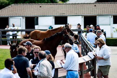 2025 Arqana Summer sale