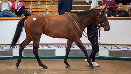Humam, consigned as Lot 270, in the ring at the Tattersalls July Sale