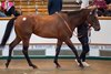 Lot 270, 2025 Tattersalls July Sale