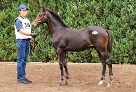 The Equinox colt consigned as Lot 344 at the Japan Racing Horse Association Select Sale 
